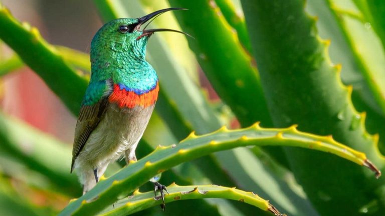 Sunbirds in our garden